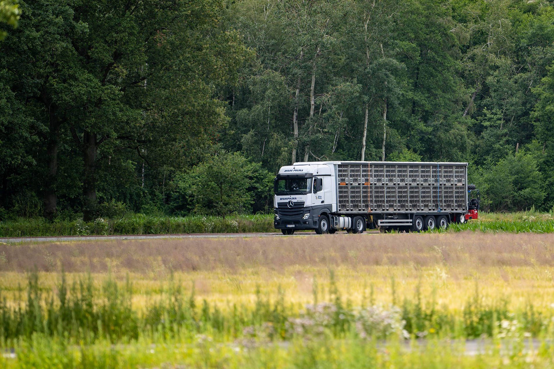 Camion de volailles AVILOG POLSKA sur la route