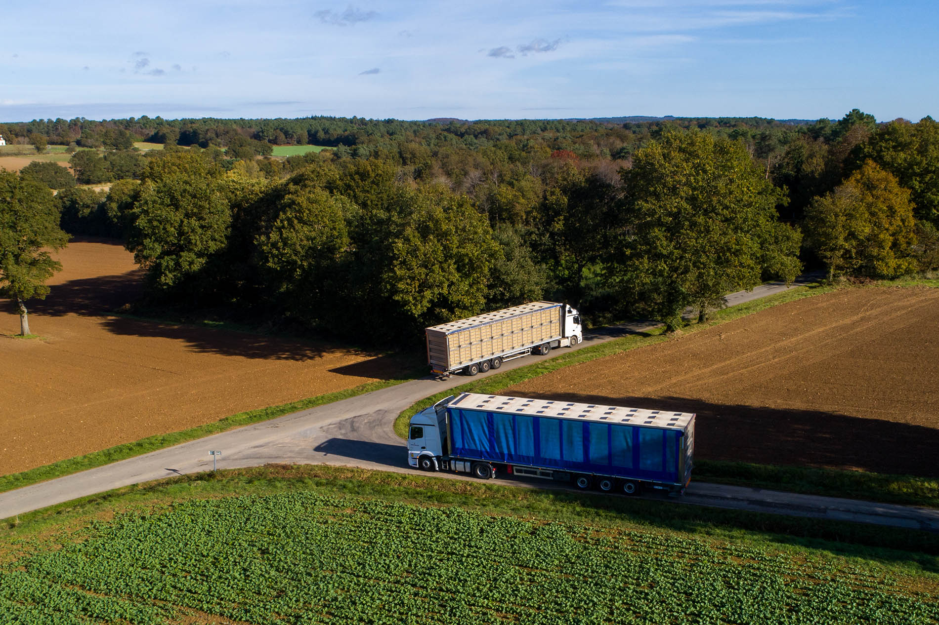 Deux semi de transport de volailles sur la route