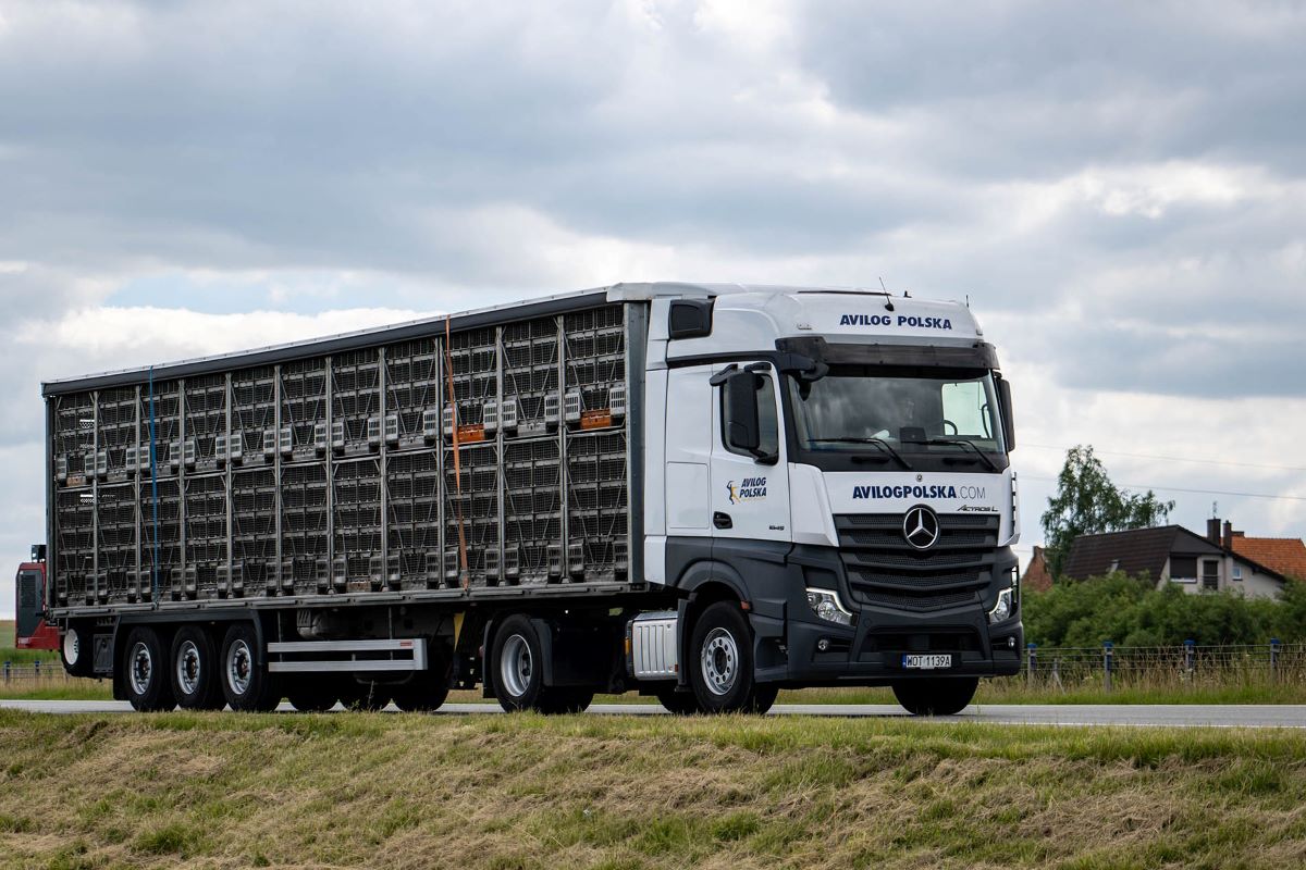 Camion de volailles en circulation