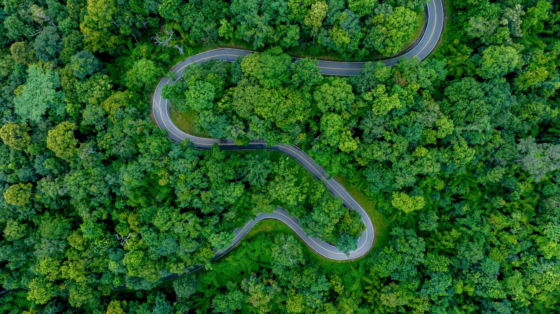 Route en forêt