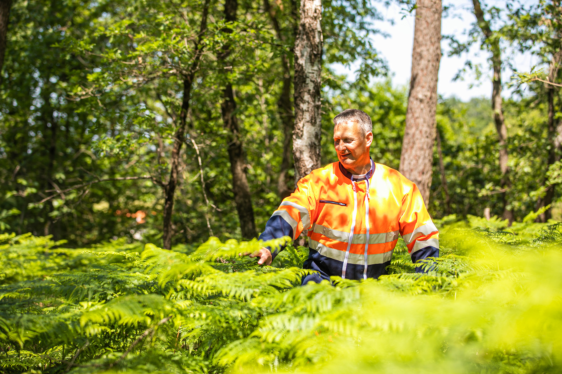 Conducteur dans la forêt et la fougère