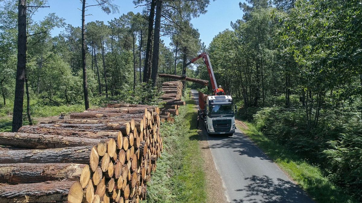 Conducteur qui se sert de la grue d'une grumière