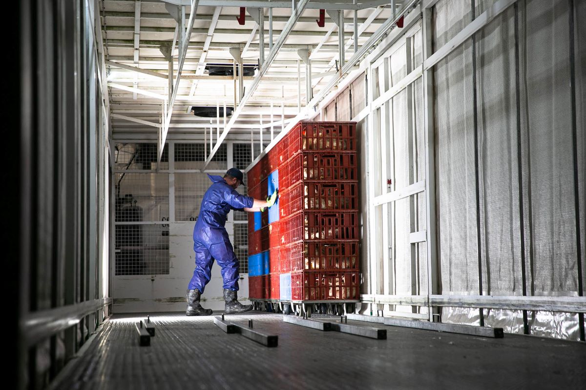 Conducteur de canards qui charge son camion avec des caisses