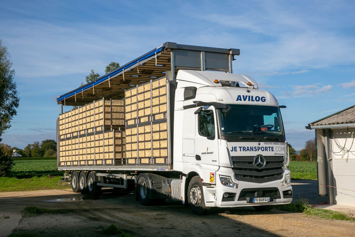 Camion de volailles en chargement