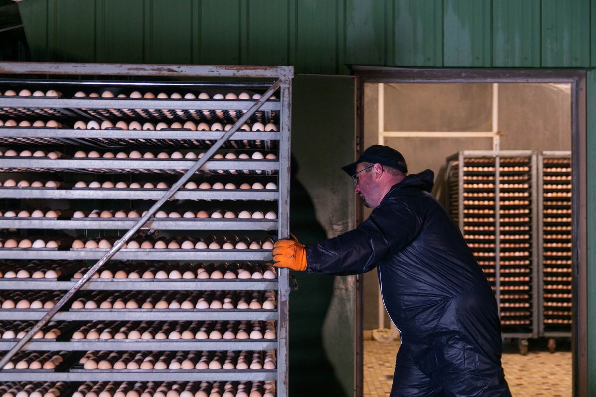 Chargement d'oeufs à couver