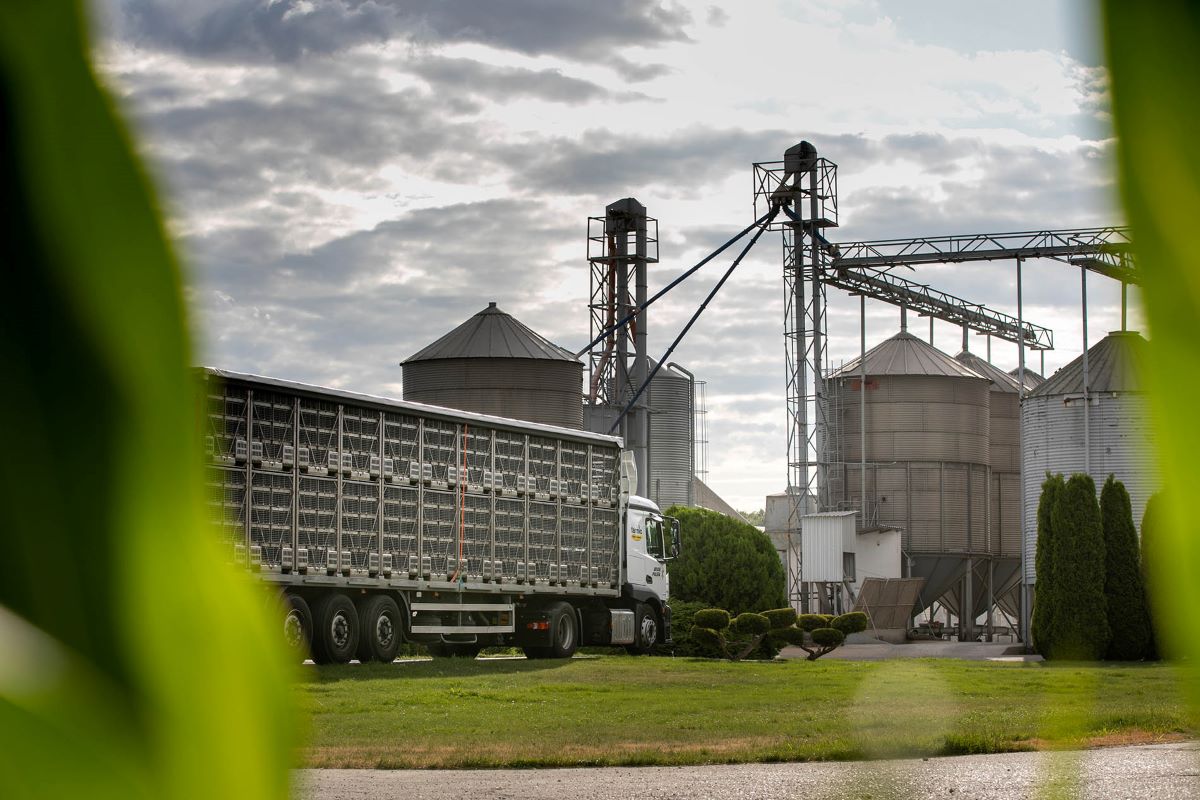 Camions de volailles arrivant dans une exploitation