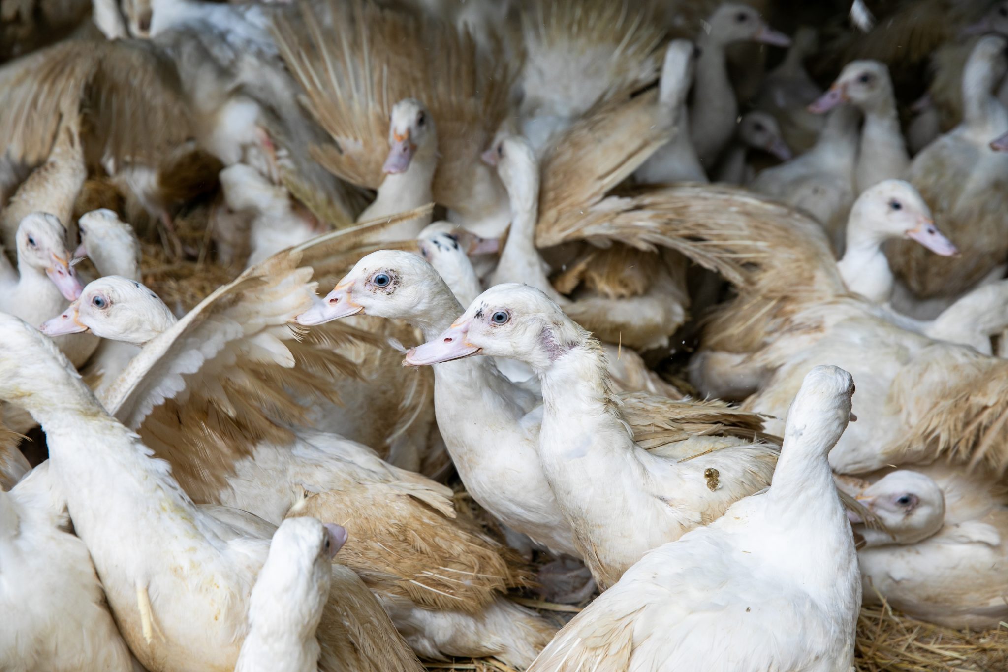 Transport de volailles influenza aviaire